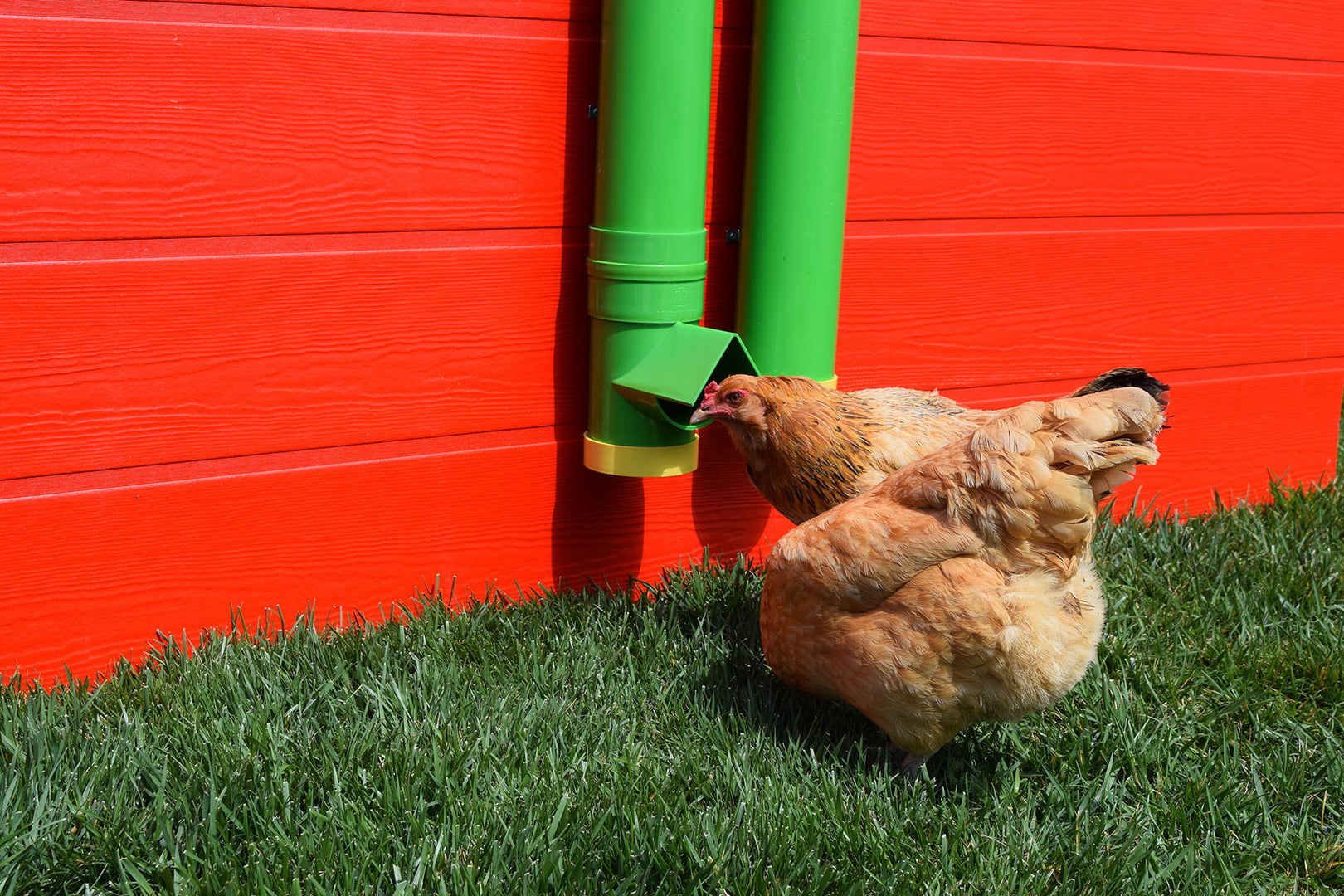 Rugged Ranch Chicken Feeder