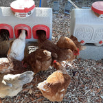 OverEZ® Chicken Waterer