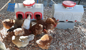 OverEZ® Chicken Waterer