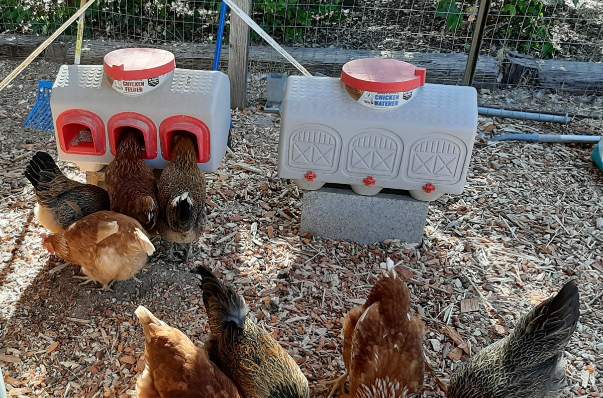 OverEZ® Chicken Feeder